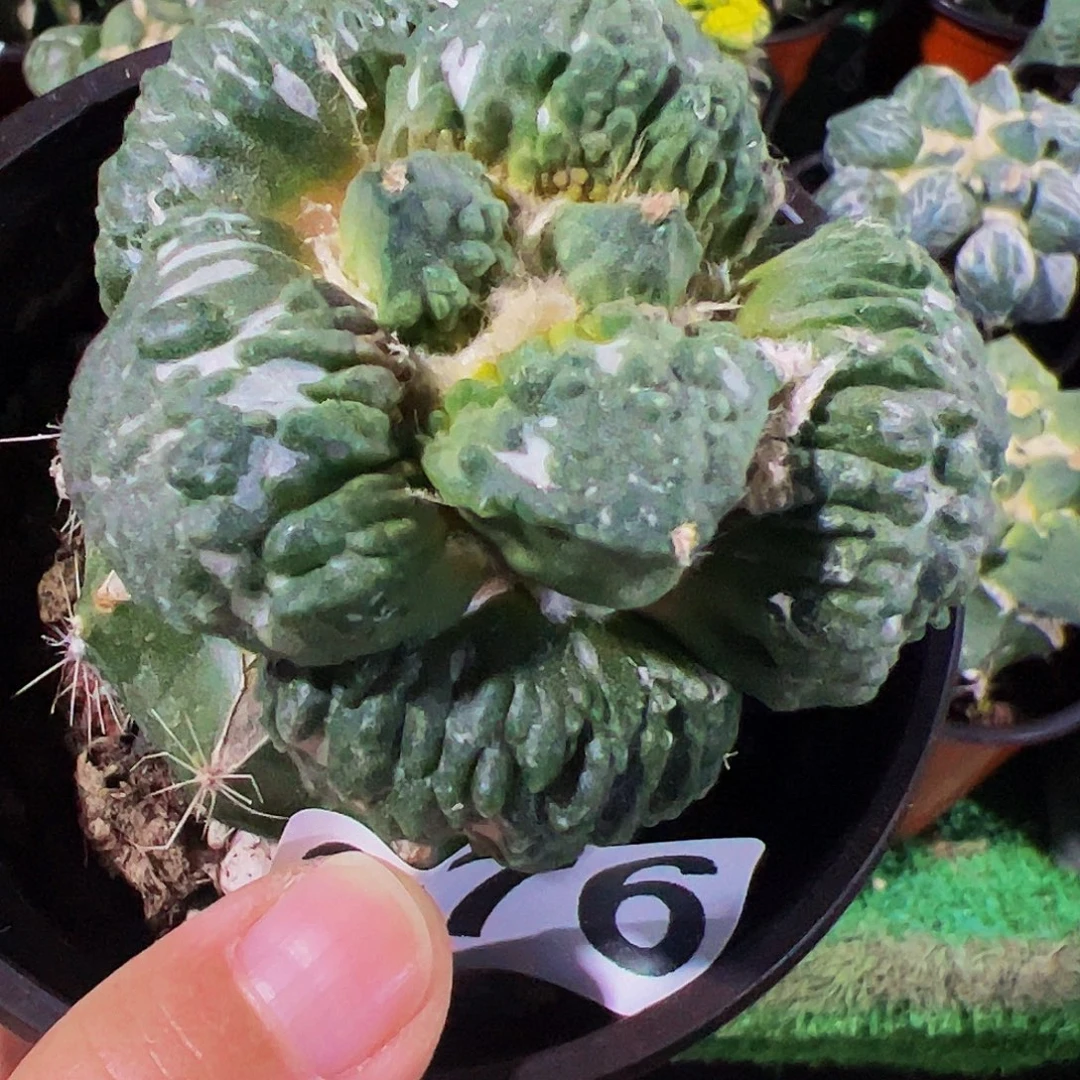 无花朵福利满尤怒涛276