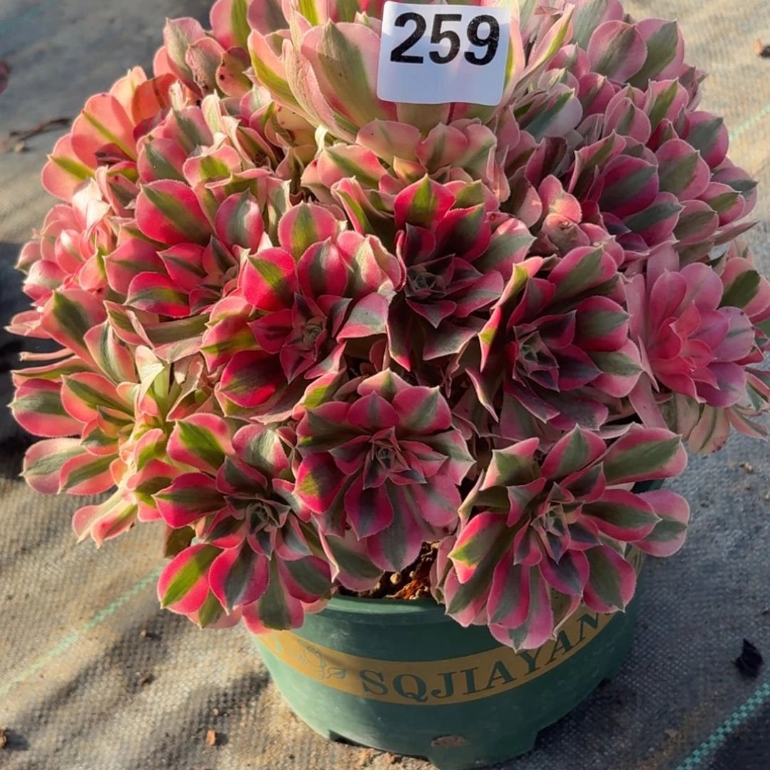 259女巫多破体系与福利