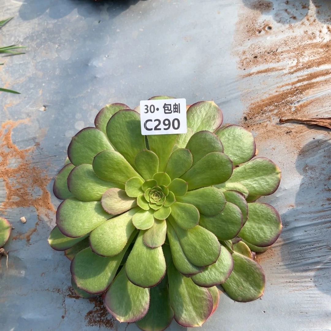 290雨荷多肉法师