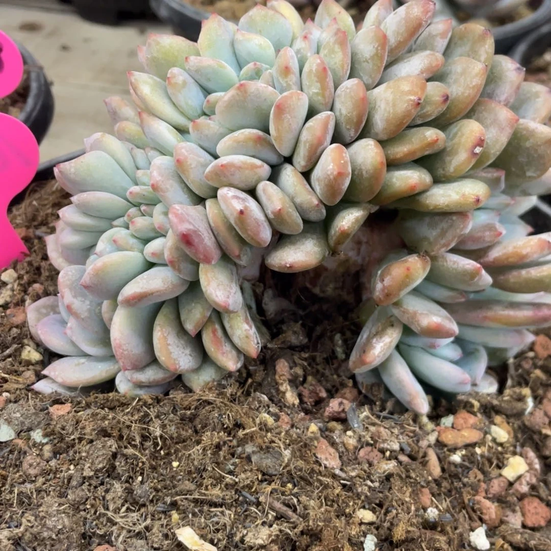 星影缀化左右开朵底切繁殖106