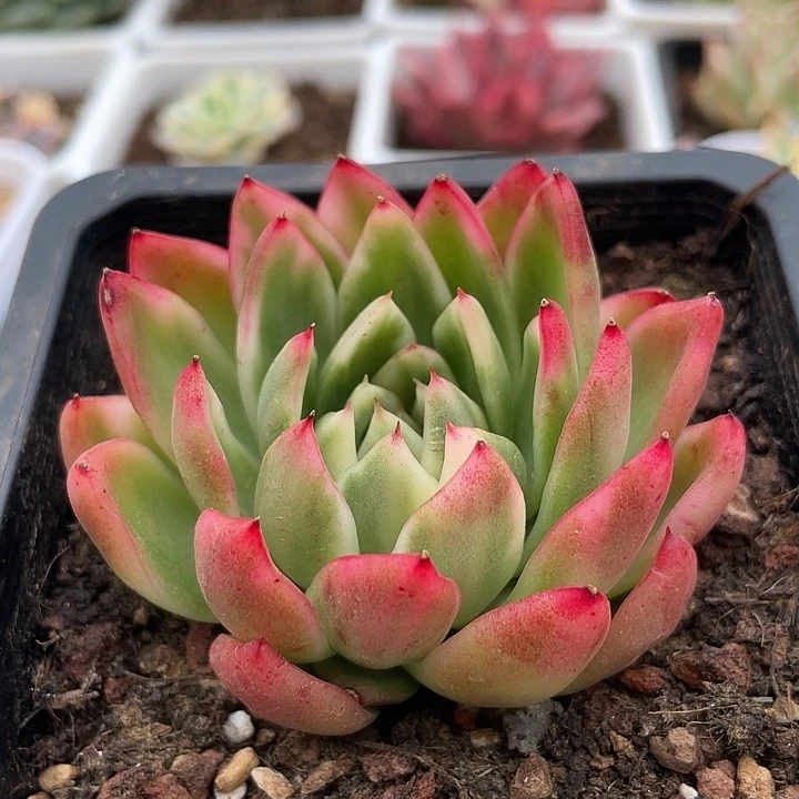 卡丽斯托锦。锦龙多肉园艺