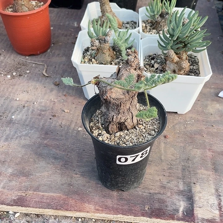 078产地枯木杨葵块根