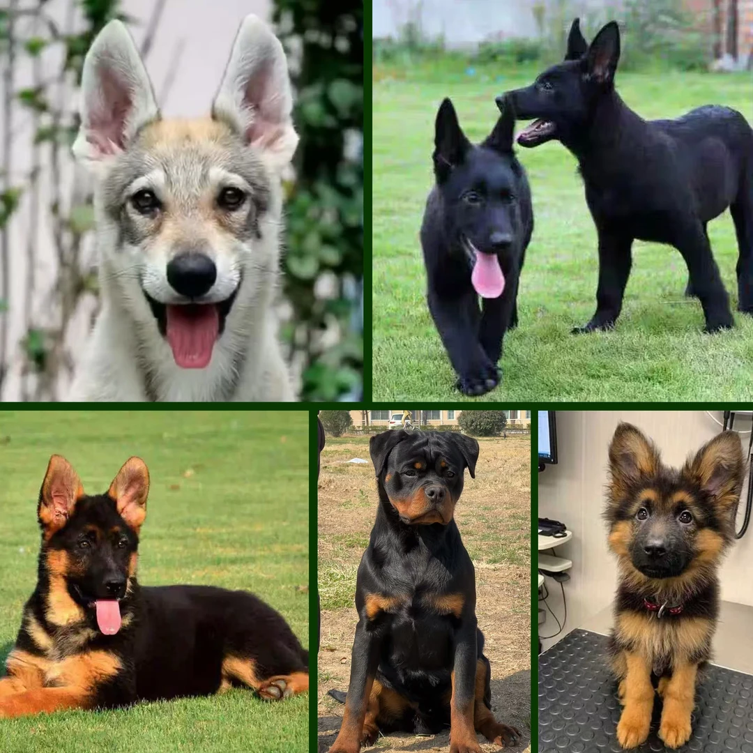 峰哥犬业罗威纳犬东德犬杰克狼犬宠物狗狗高级宠物伴侣犬看家护院