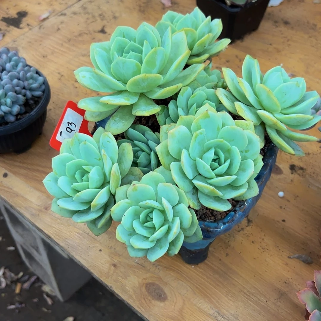 缘***。好养活多肉植物93