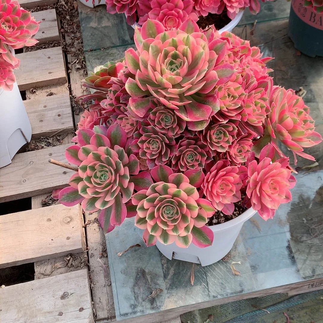 【闪购商品】朦***丝粉女巫，多肉