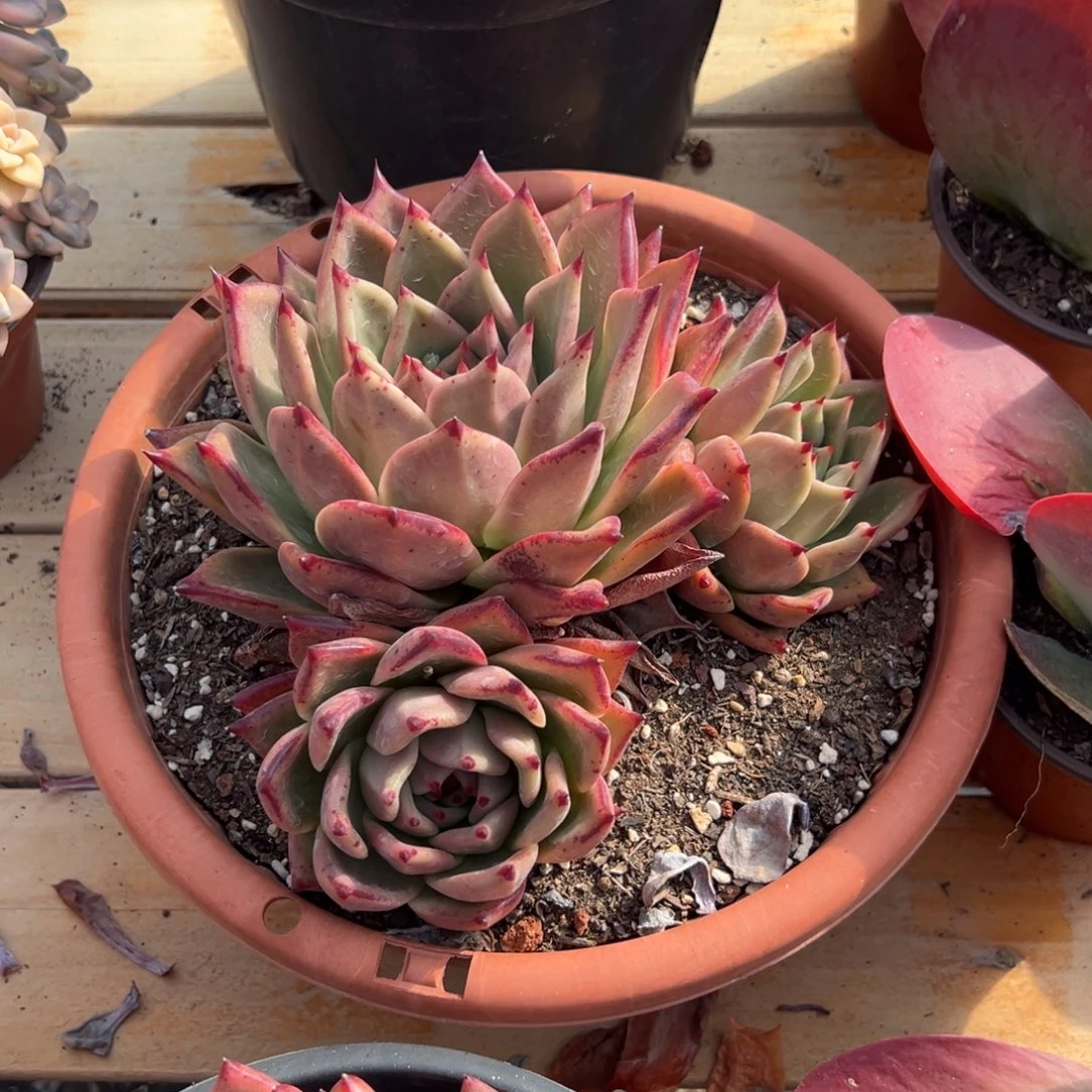 多肉三头红颜蜜语【满18包邮】