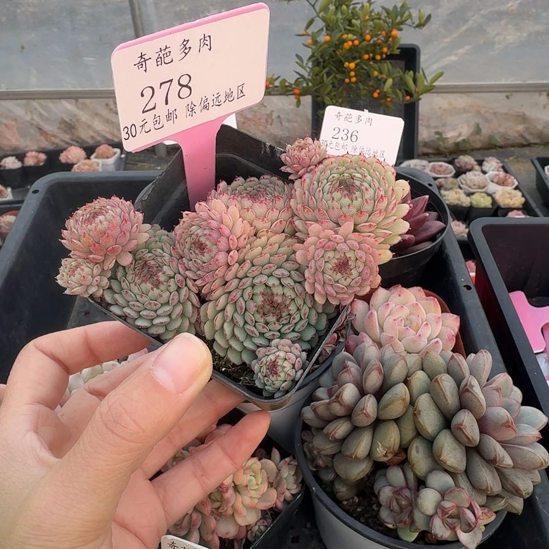 278 多肉脱土 群生不包整 30元包邮除偏远