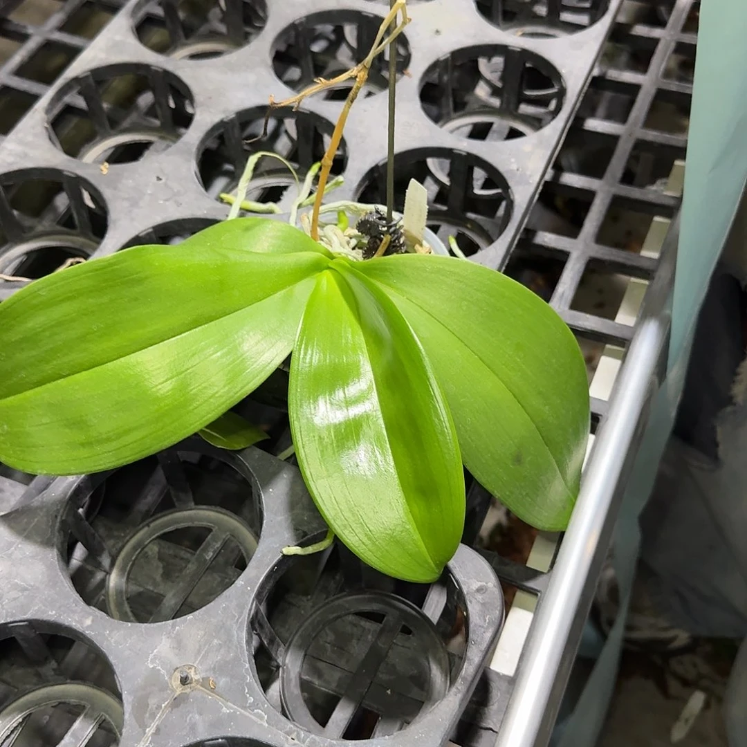 完全开放C310。。。。。