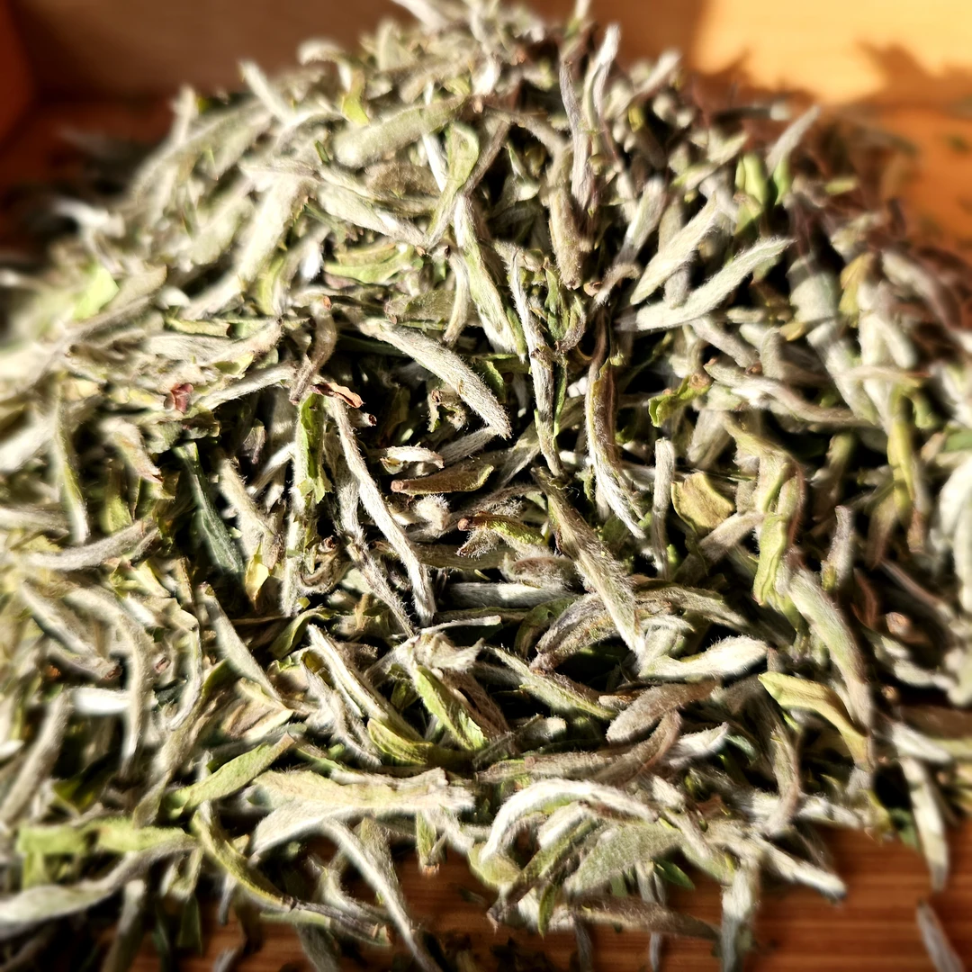 【白毫银针】  白茶