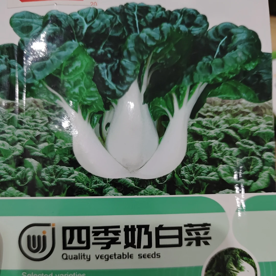 四季奶白菜种子蔬菜奶白菜高钙脆甜小白菜新鲜蔬菜种子