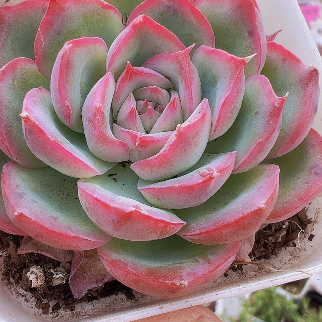 侧影单头19包邮多肉
