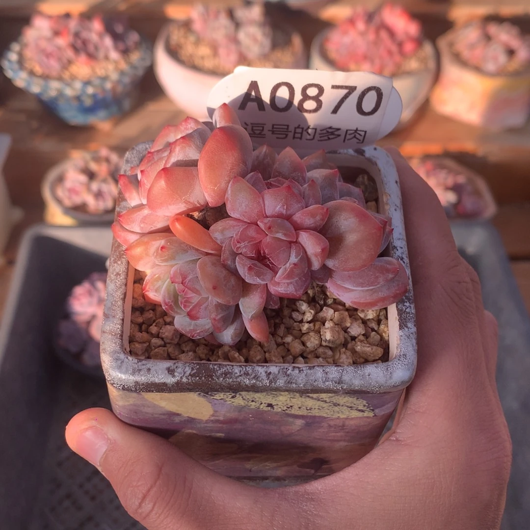 A0870 星影小群 红体 有砍 7cm