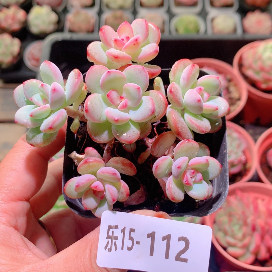 乐然15-112 新品群