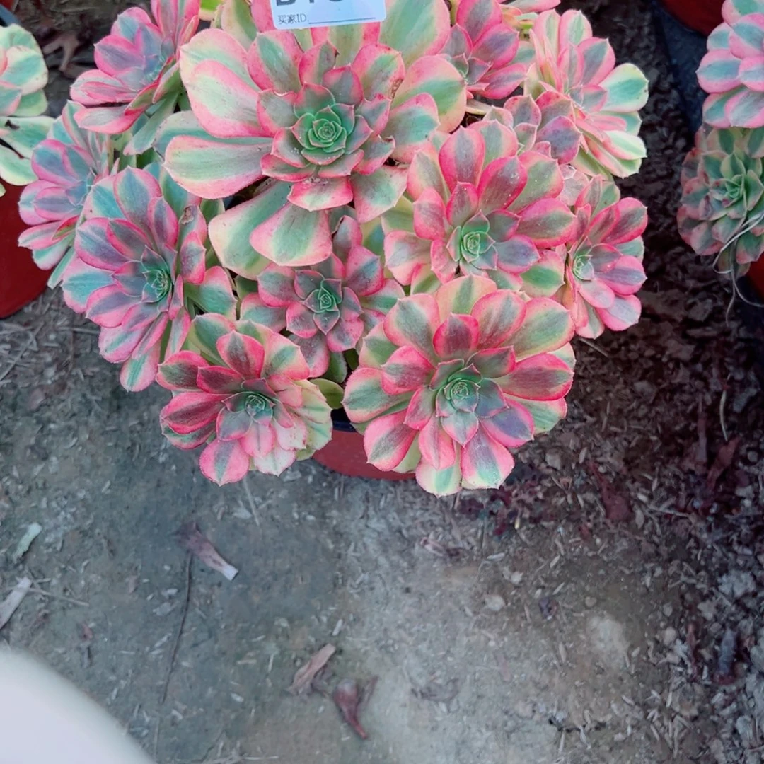 161雨荷多肉植物法师多肉