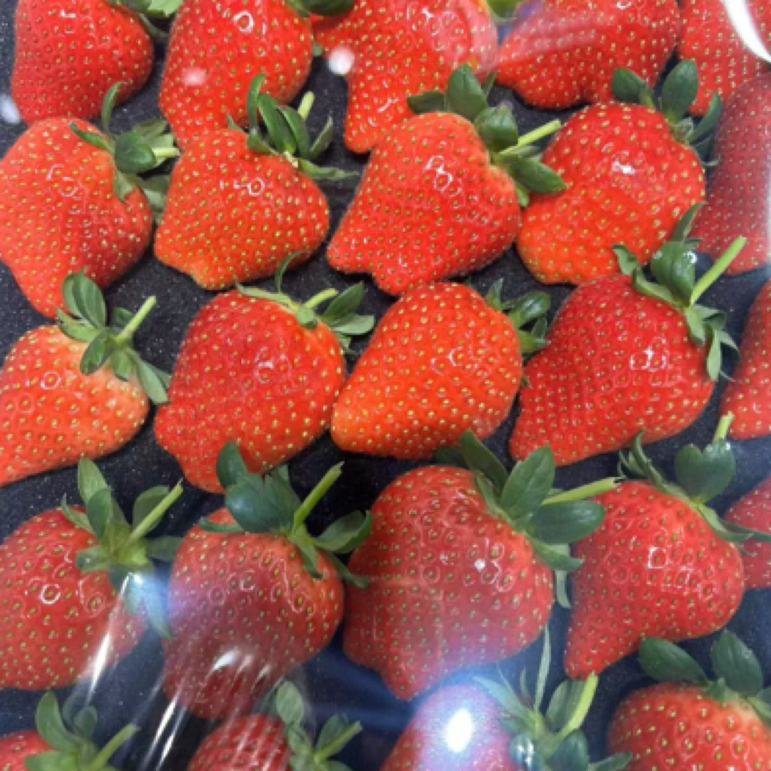 【鲜果】丹东采摘圣诞红中果久久草莓/2斤