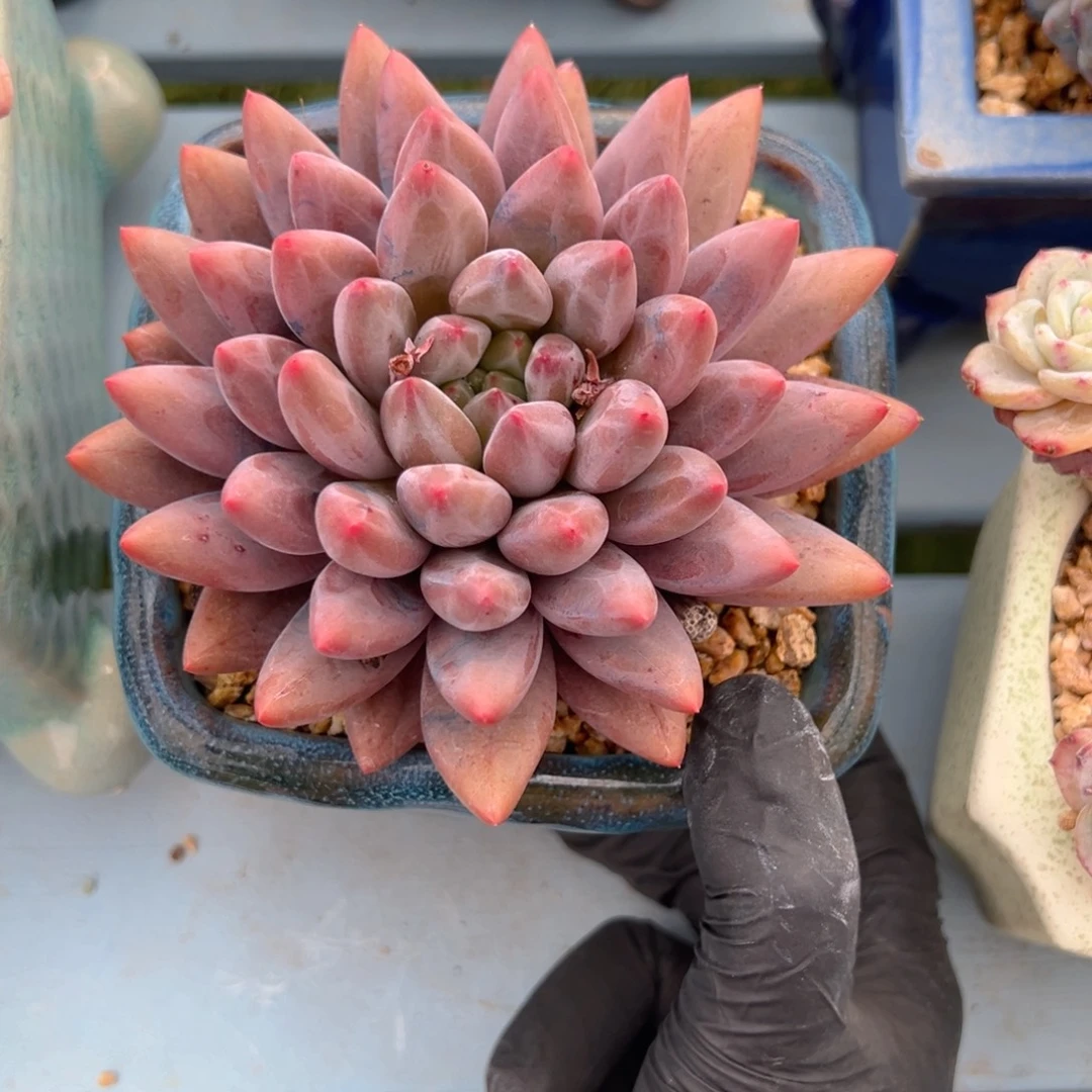 姑****红蜻蜓多肉一物一拍