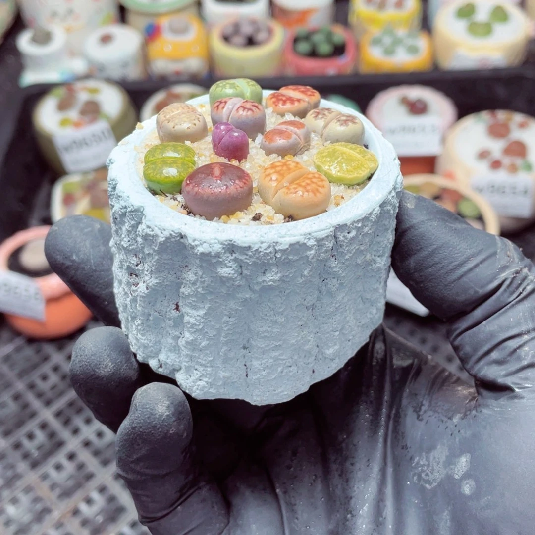 w9660--零下地区拍保温箱-15支持寄养