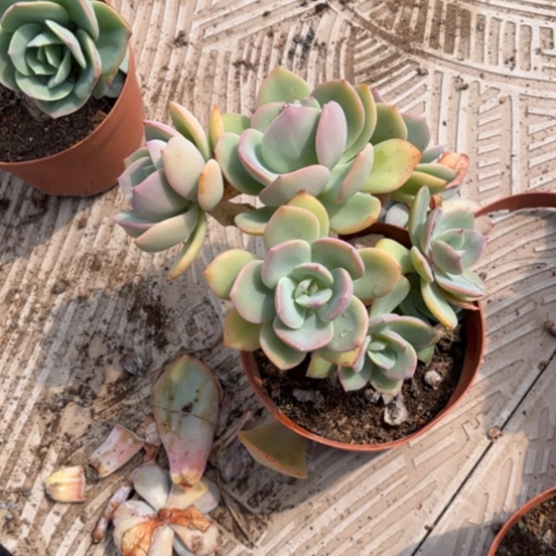 【闪购商品】花***亩白凤