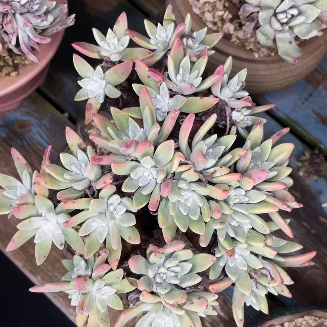 贝拉多头老桩群生