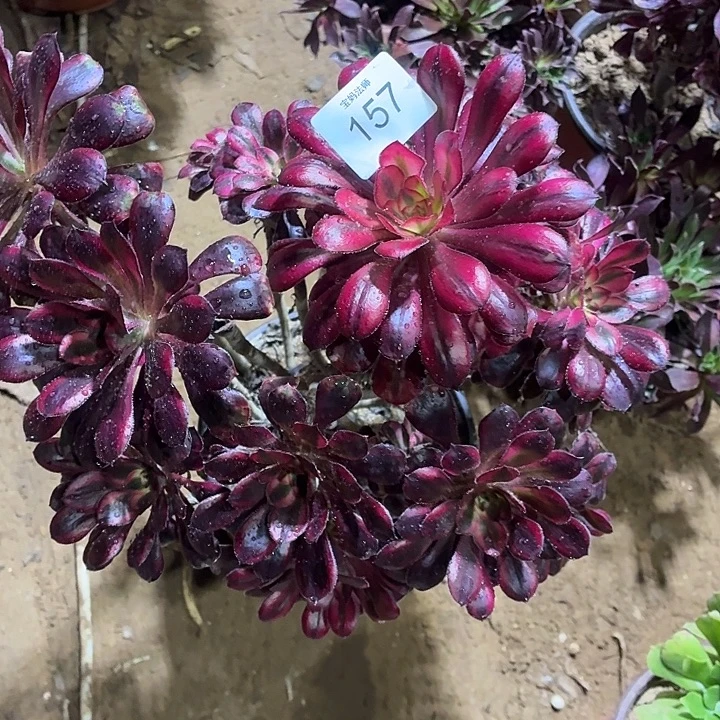 157号一物一拍25脱土