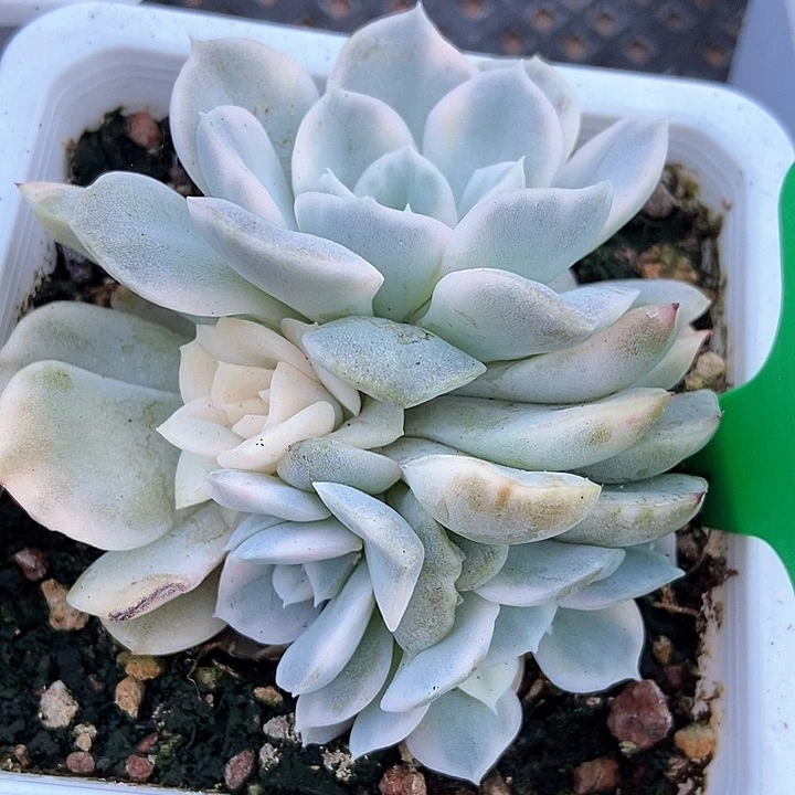 多肉植物雪球锦1663