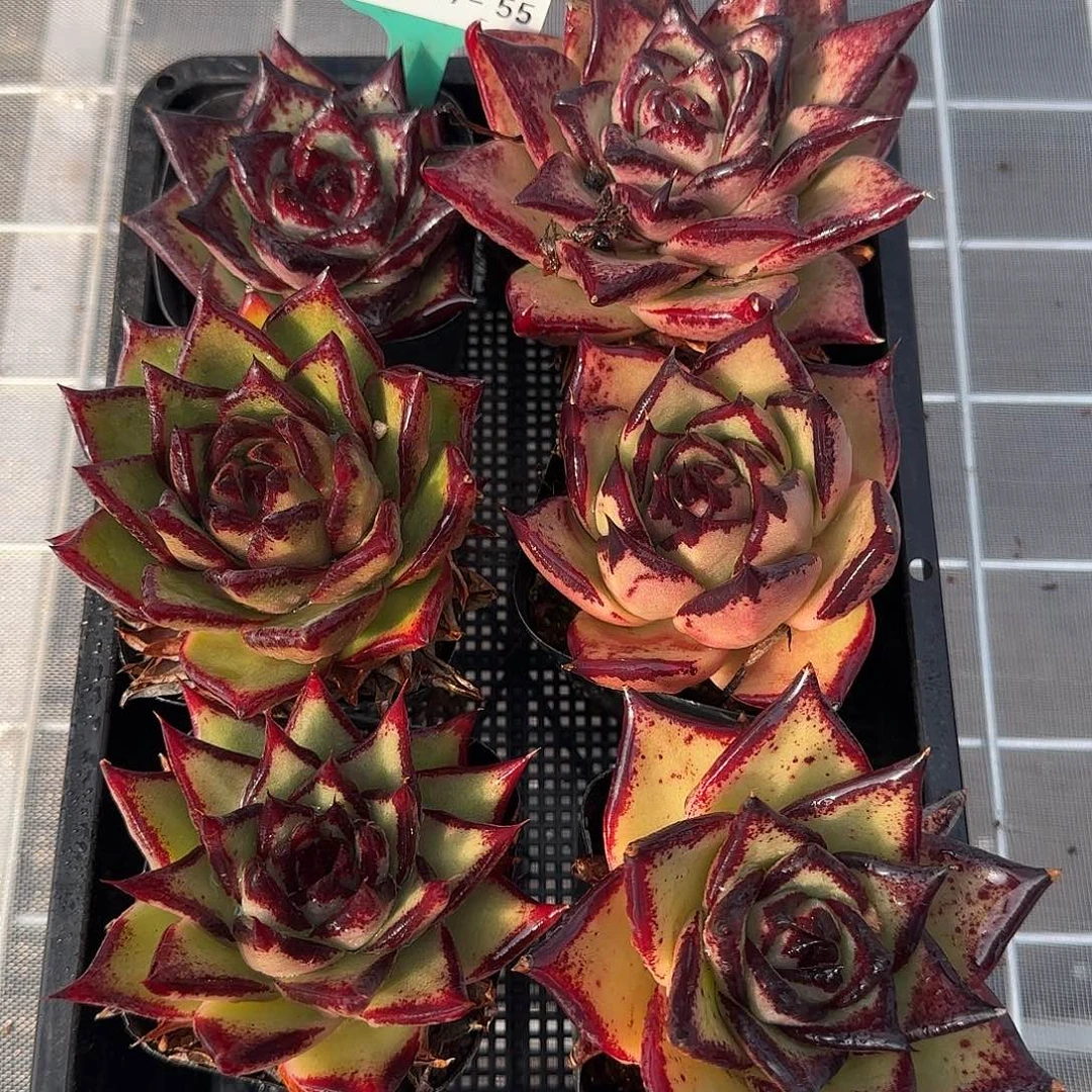 从前慢花园精选0117-55