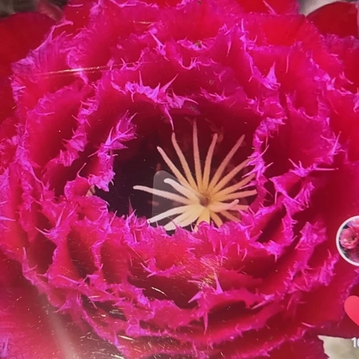 清清74侧牙瑕疵黑点