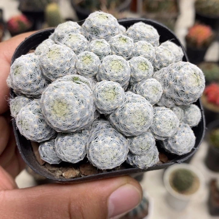 肌春心群特价福利