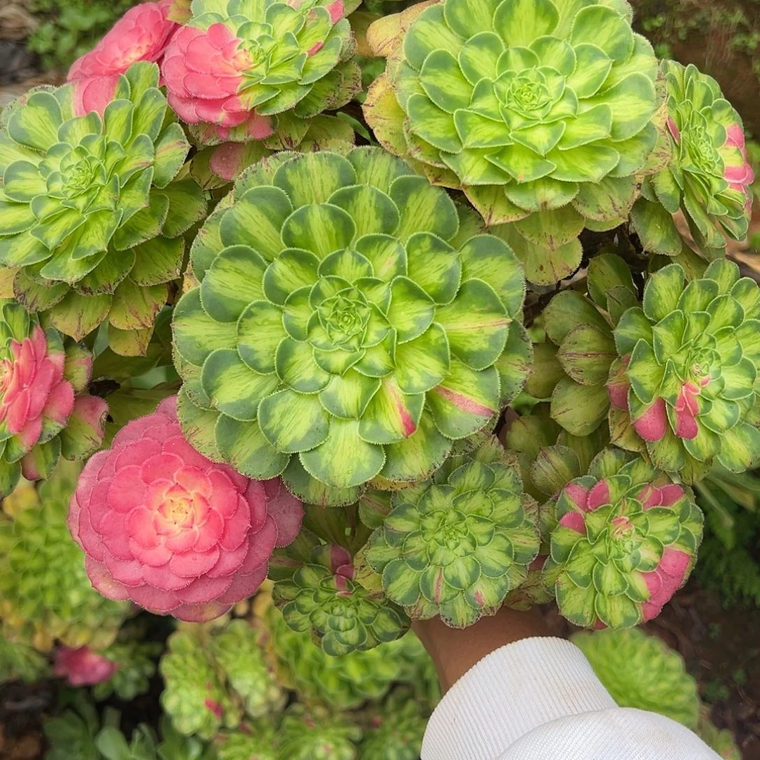 山***梅精品多肉植物一颗