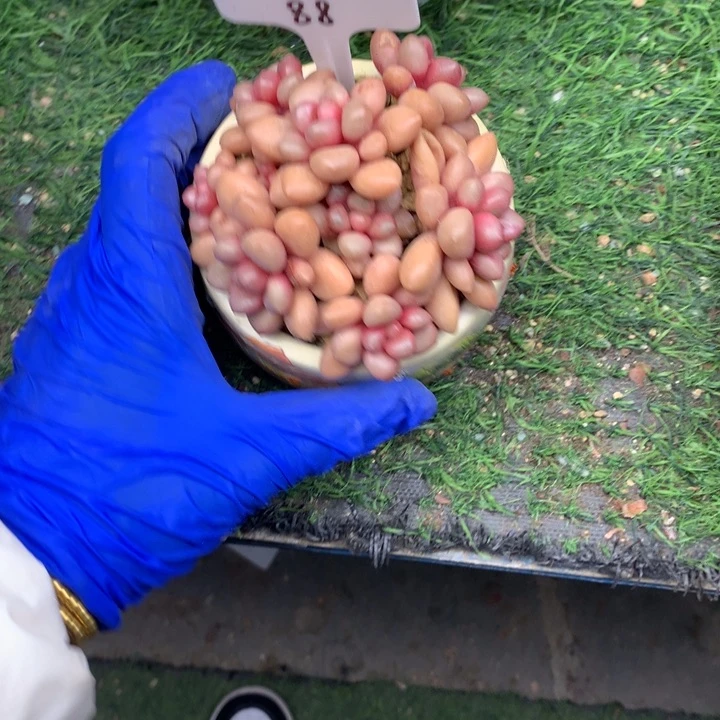 先锋派小老桩多肉发货