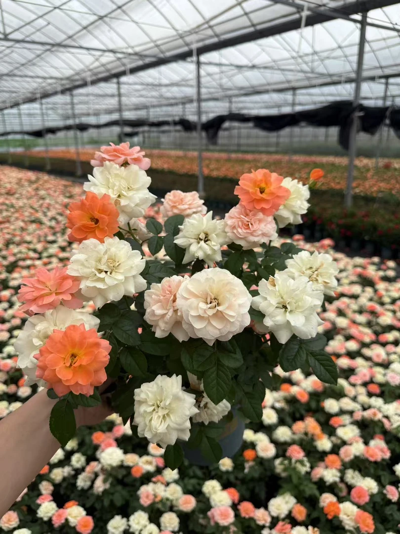 果汁阳台月季盆栽花苗大花四季开花卉带花苞阳台植物