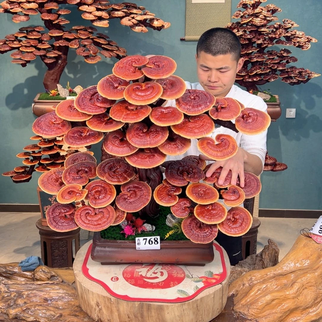 无花朵88888888888888