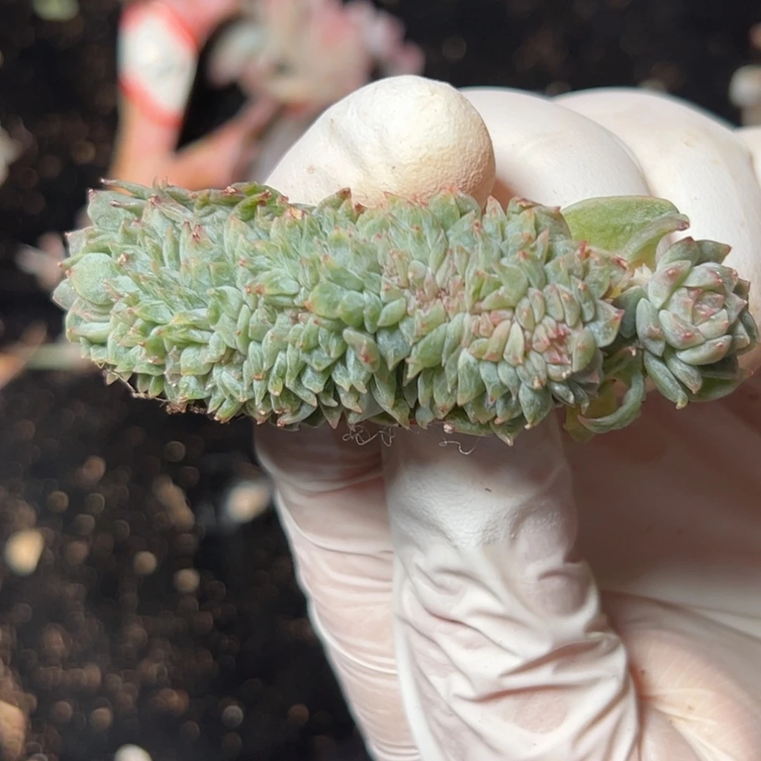 新年快乐 新年快乐