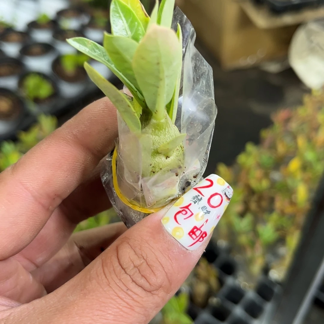 4.8沙漠玫瑰单头发货有根
