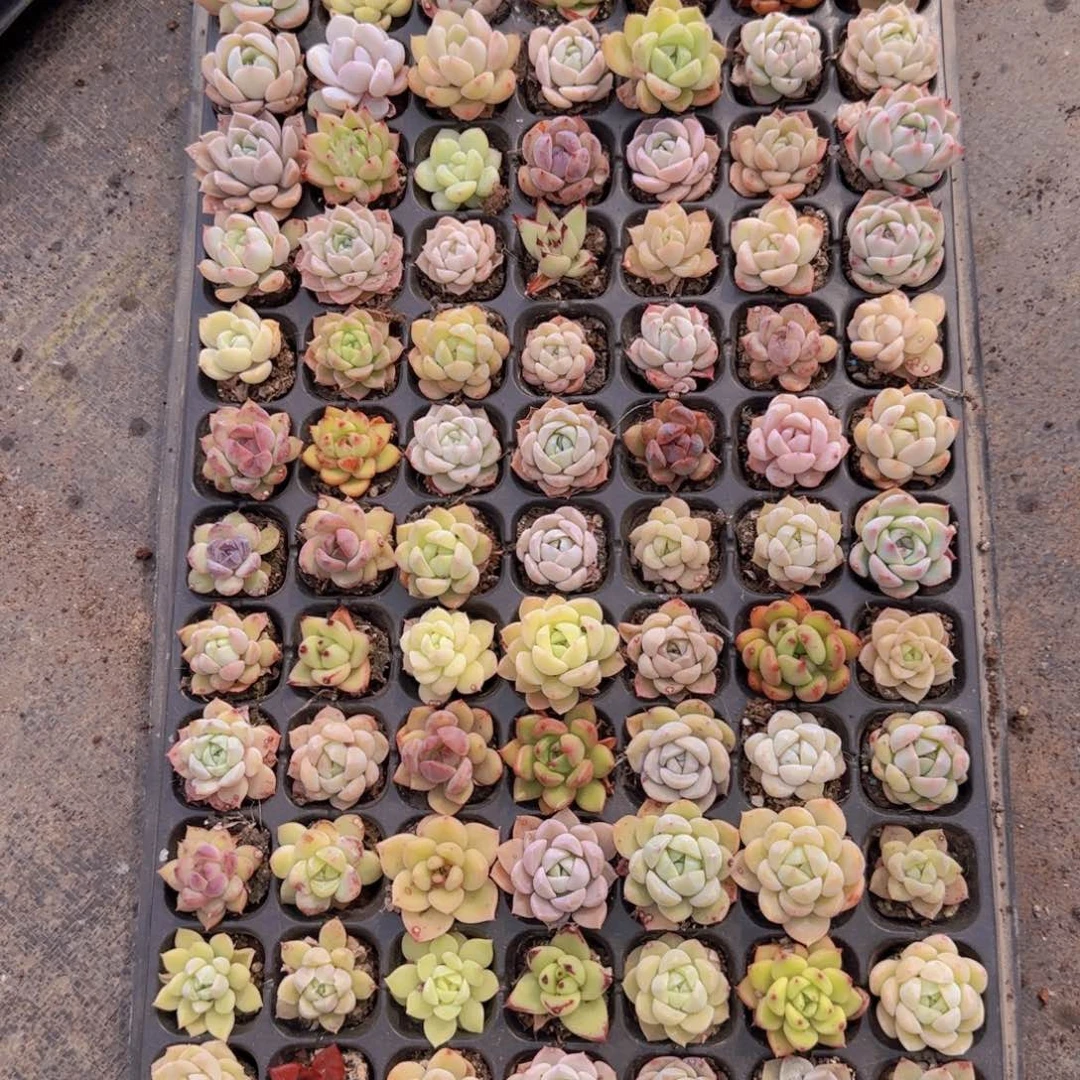 直播一物一拍多肉11