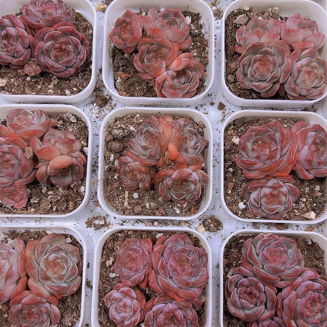 葡萄珍妮群生19包邮