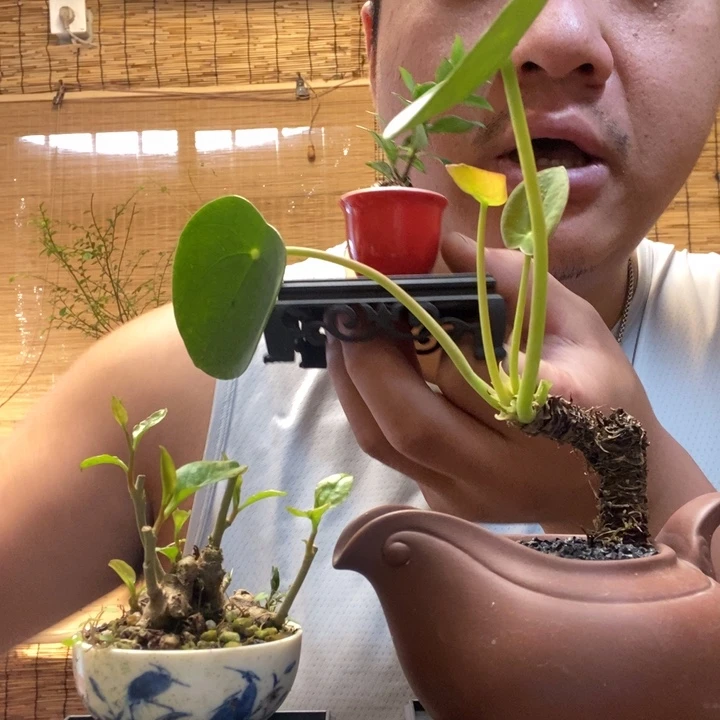 卡***O一物一拍所见即所得121