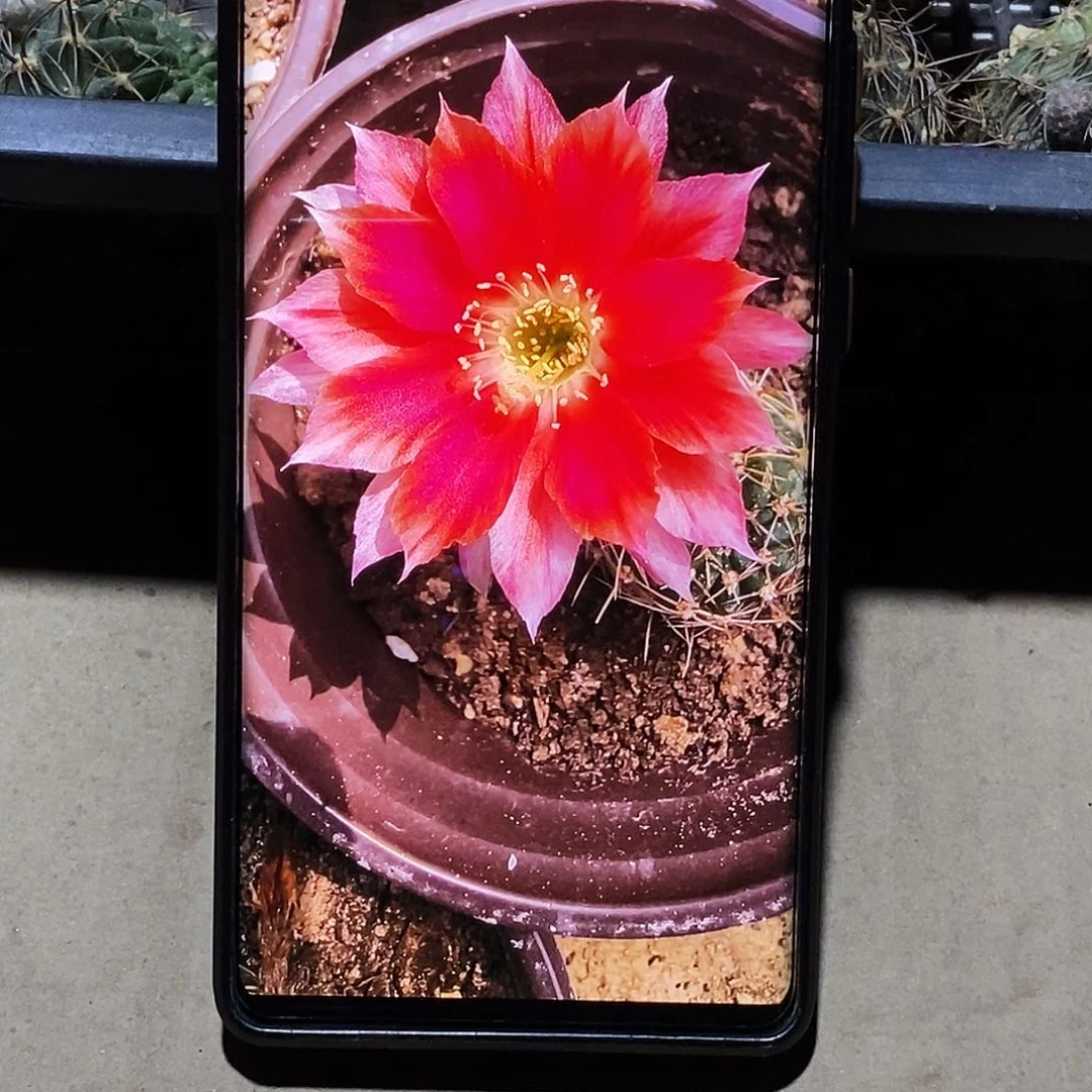 丽 爱丽丝侧芽歪20包邮/5公分