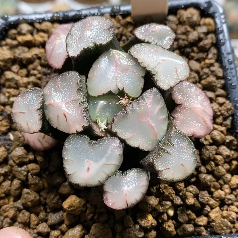 【闪购商品】99天照