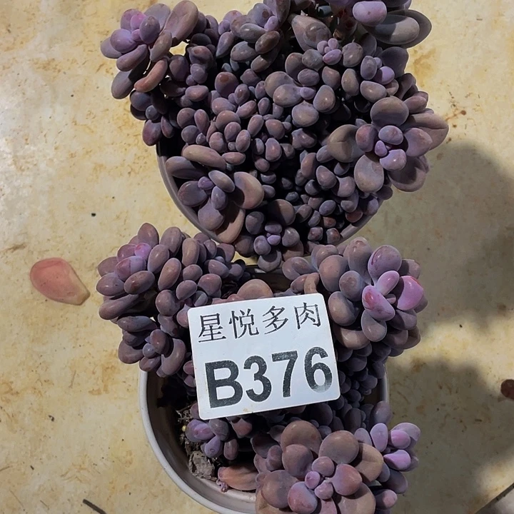 球***啦星悦多肉       B376