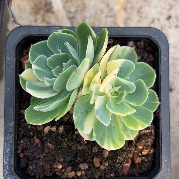 海啸一物一拍好看