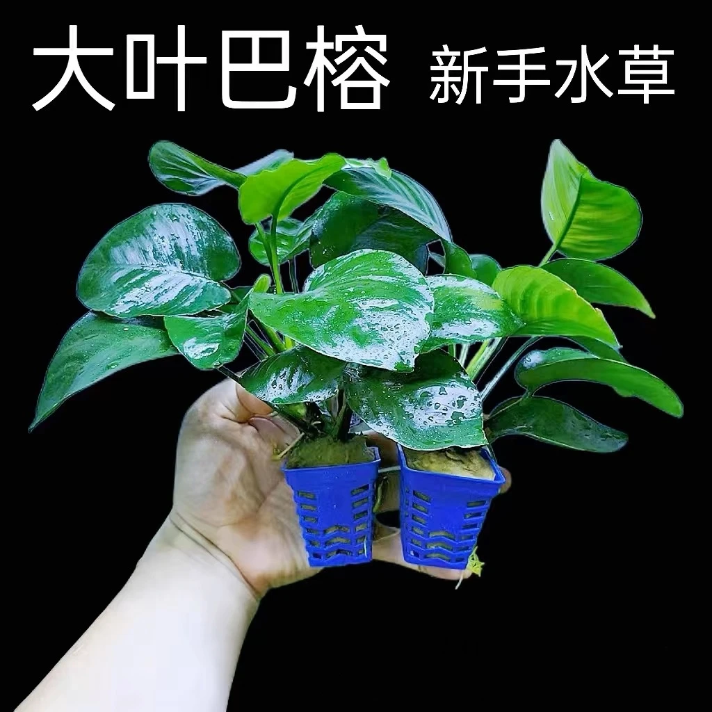 大叶巴榕水草植物鱼缸造景鱼缸水草植物鱼缸水培植物一叶莲养鱼
