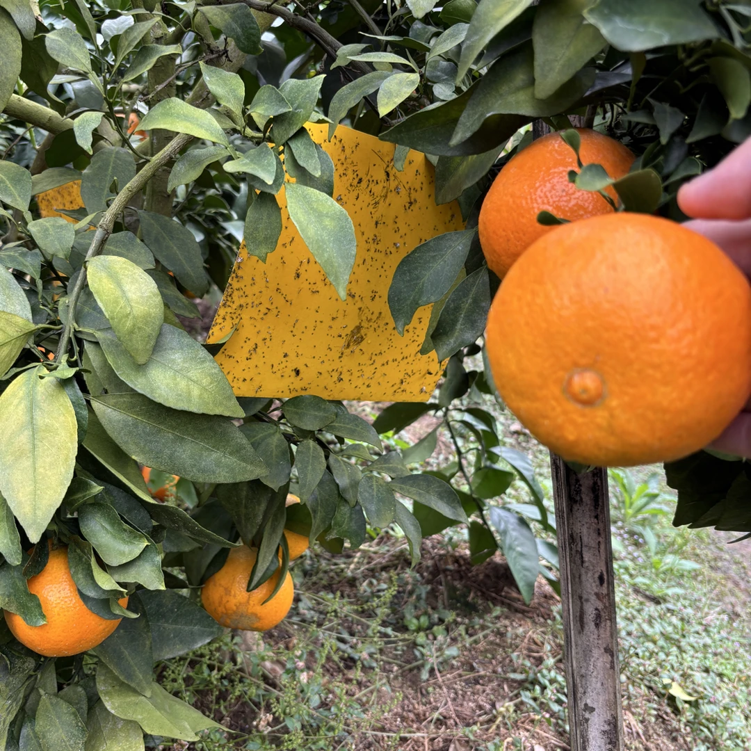 红美人柑橘苗 爱媛果冻橙 嫁接苗