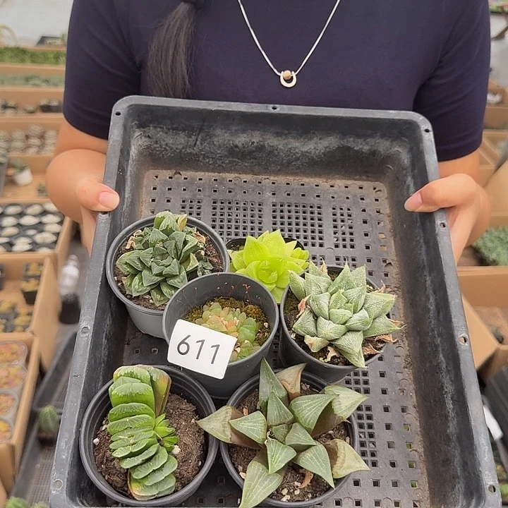 611带盆土发货 6盆