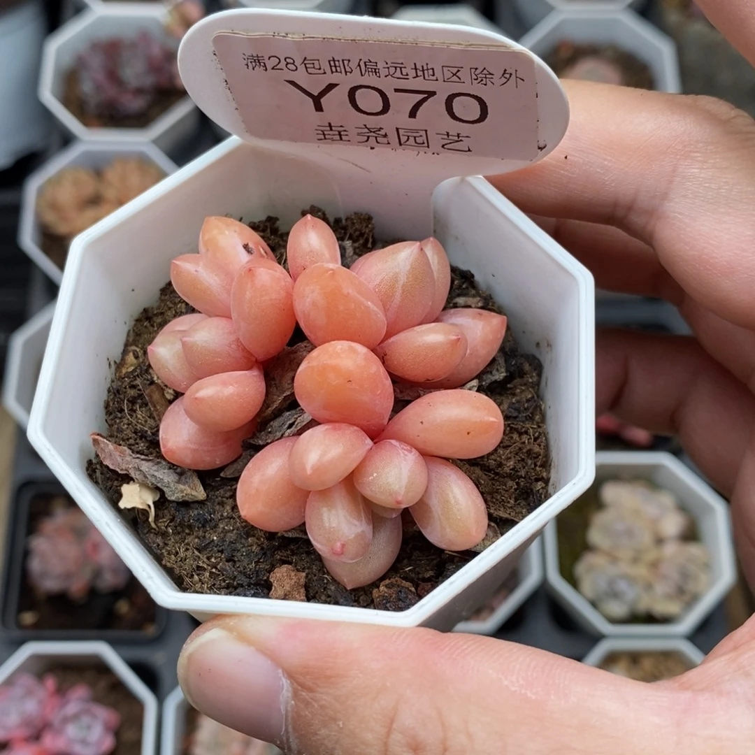 0070 桃花源 5cm