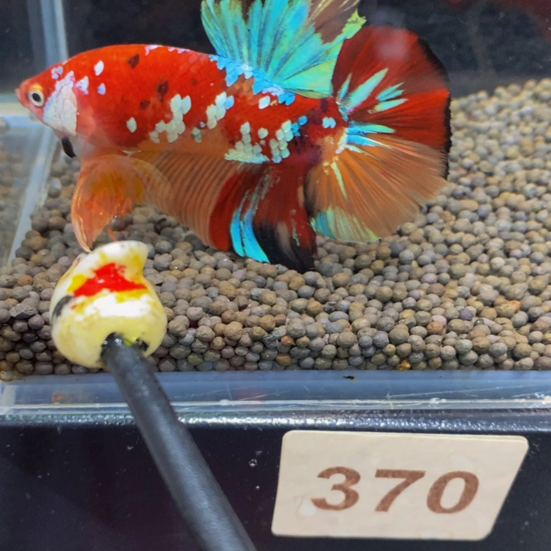 斗鱼370巨斗11111