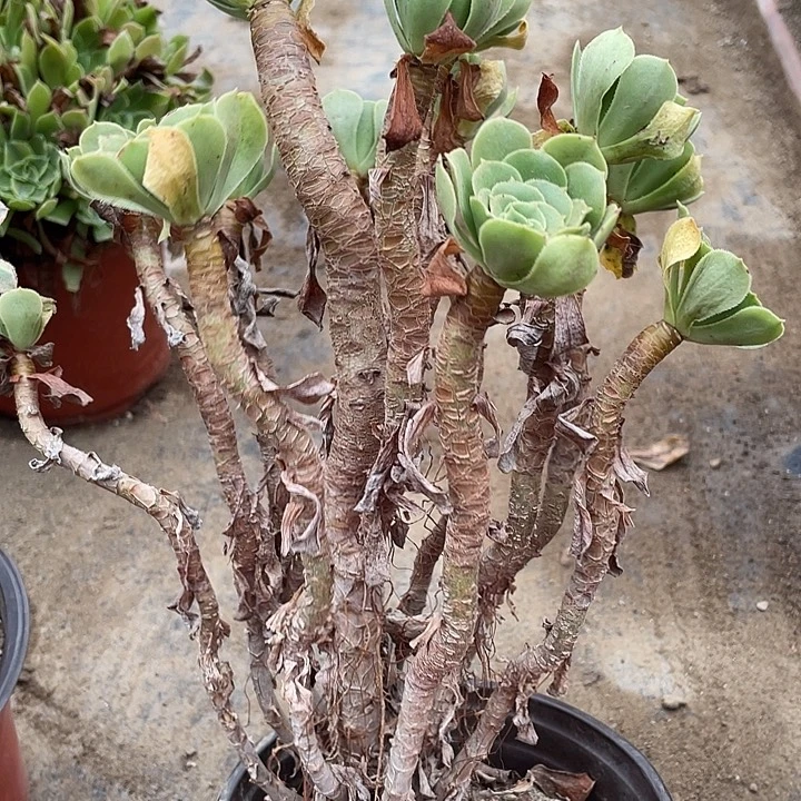 444路羊绒多肉植物法师