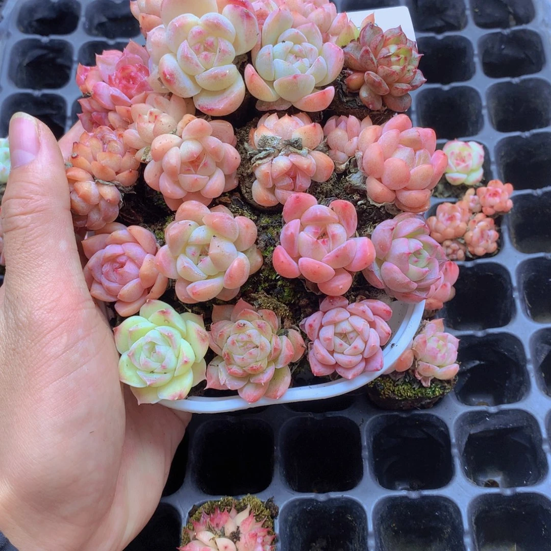 我要去看你了啊我的天004