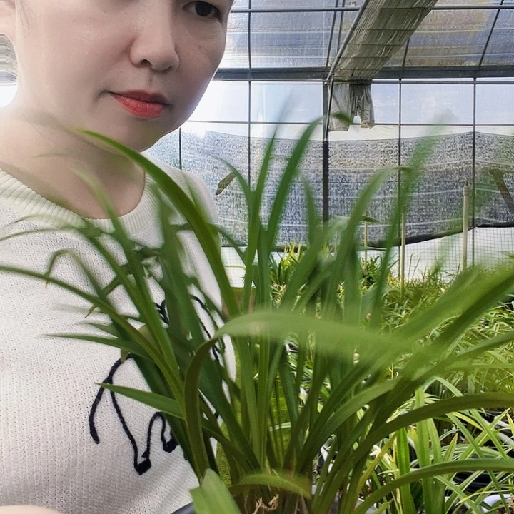 完全开放花开富贵