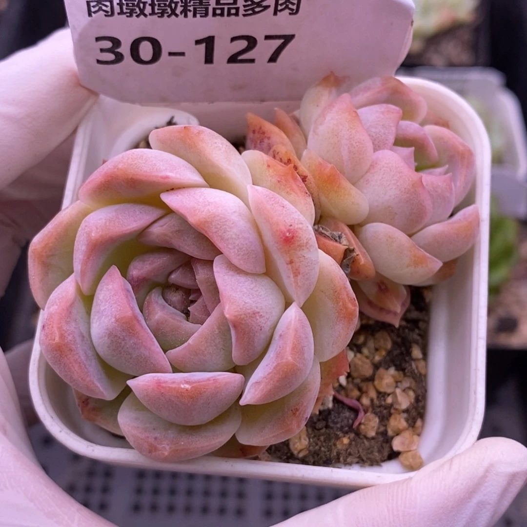 【闪购商品】30-127